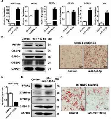 microRNA-140 Regulates PDGFRα and Is Involved in Adipocyte Differentiation